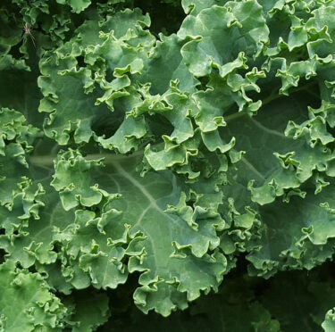 Healthy Food for Healthy Teeth